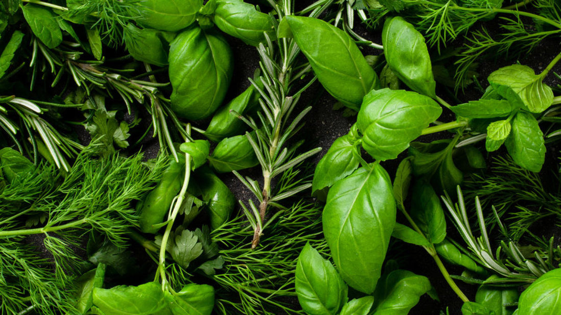 Top 12 edible herbs