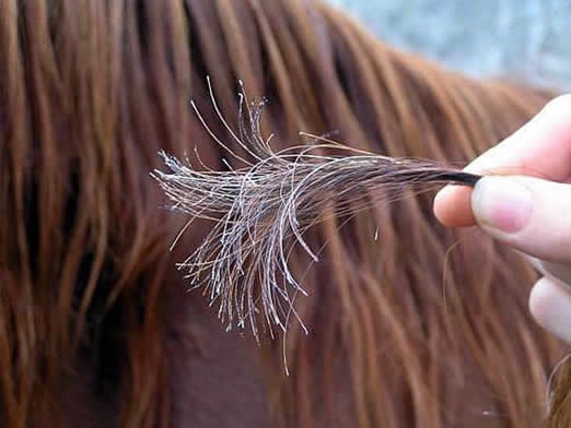 Equine Hair Analysis