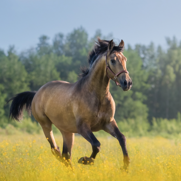 Equine Health Analysis